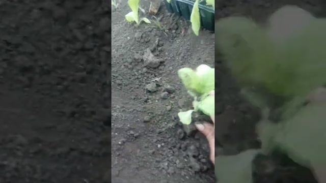 Посадка рассады табака. Как это делаю я. смотреть онлайн