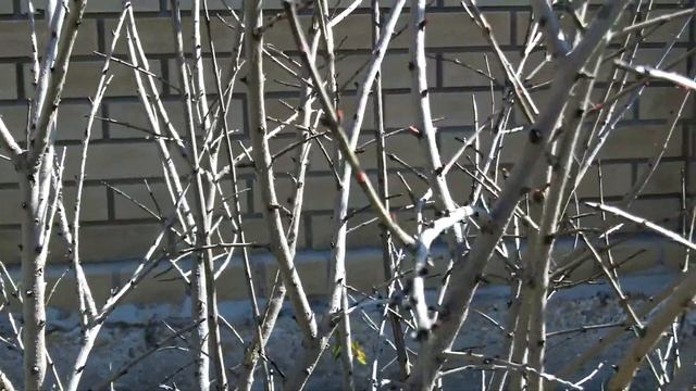 Гранат сорт Коктебельский сладкий смотреть онлайн