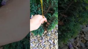 МИНУСЫ ГЛИЦИНИИ!