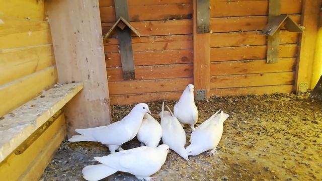 Голуби на племя 2020 года ( бой игра таклы) смотреть онлайн