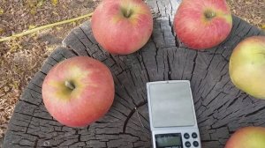 Самое дорогое яблоко в мире! Яблоня Секаи Ши (apple Sekai Ichi)  НОМЕР ОДИН В МИРЕ.Часть ІІ. Вес.