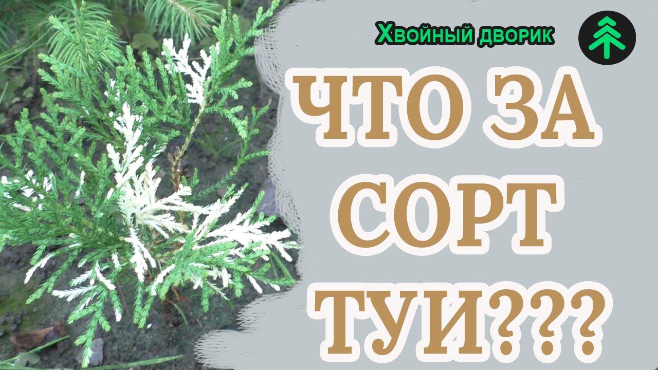 Что за сорт туи,неизвестный сеянец туи восточной.Выводим новый сорт или? смотреть онлайн