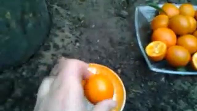 Цитрус Кукле. Часть 2