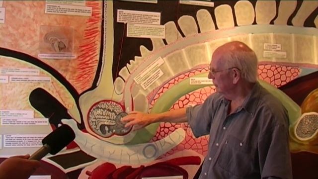 Professor Malcolm Clarke - discusses the anatomy of sperm whales смотреть онлайн