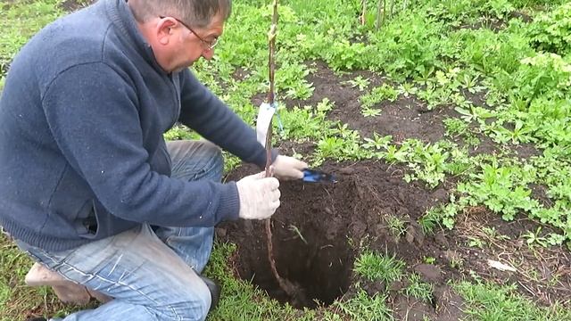 Обзор молодого сада.Как посадить сад своими руками. Видео смотреть онлайн