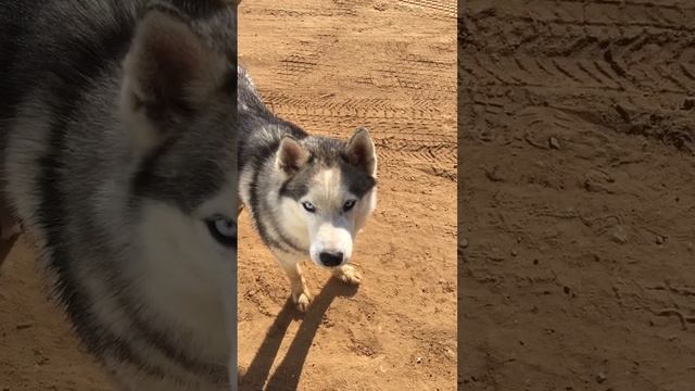 Тузик с местности #маламут #хаски #husky #malamute смотреть онлайн