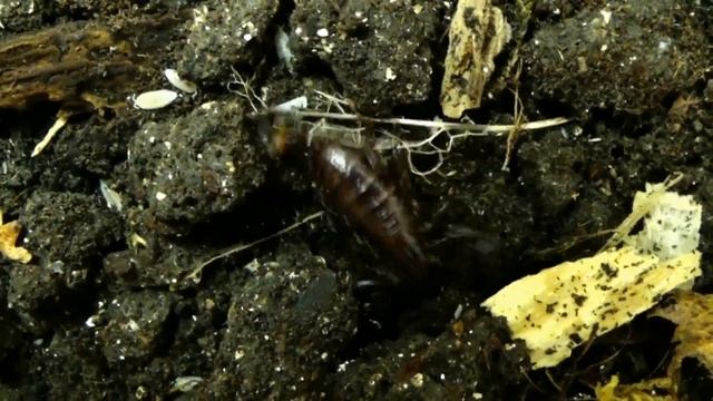 Мингрельский скорпион Euscorpius mingrelicus смотреть онлайн