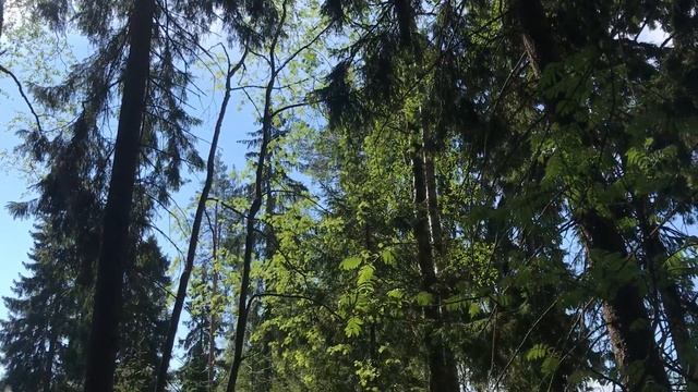 Участок в Комарово (СПБ, Курортный район, ул. Академика Комарова - Академгородок) смотреть онлайн