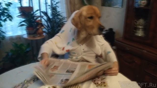 ОДИН ДЕНЬ ИЗ ЖИЗНИ СОБАКИ. ПЁС ОСТАЛСЯ ОДИН ДОМА!!!