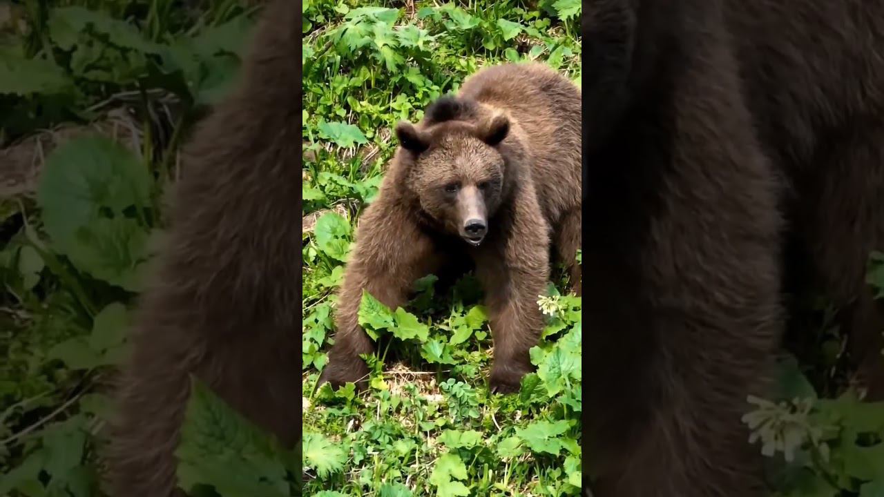 Утренний привет с Красной Поляны от Кавказского бурого медведя. : yurynaturemountain #shorts смотреть онлайн