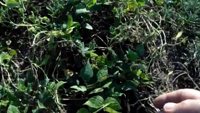 Квасоля ---- сорт Червона Шапочка( 40 кг із сотки.) смотреть онлайн