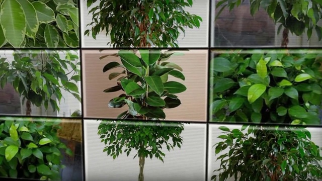 Это интересно_ Какие комнатные которые хорошо очищают воздух в доме смотреть онлайн