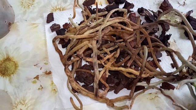 Растём после деления, пересадка. Камбрия порадовала. смотреть онлайн