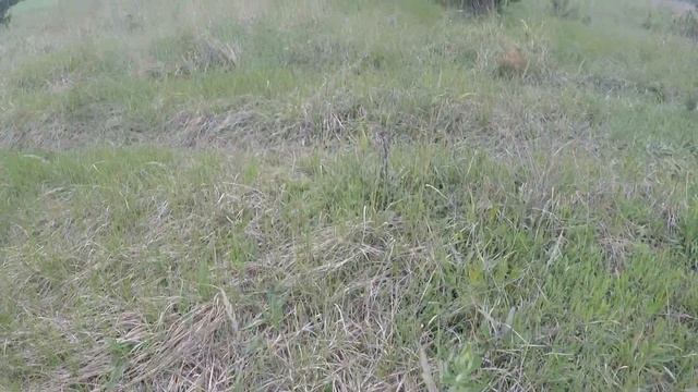 ГРИБНОЕ МЕСТО!!! СБОР ГРИБОВ МАСЛЯТА!!! 1ч. смотреть онлайн