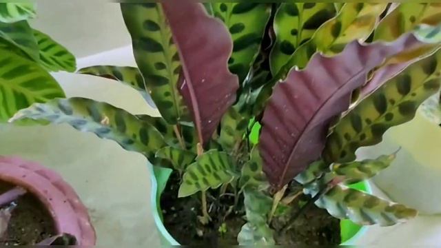 My collection of calathea/ Maranta plant (part - 2) смотреть онлайн