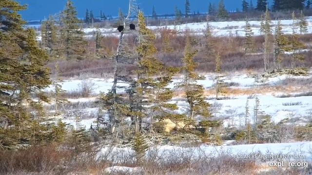 Белый медведь 2. Национальный парк Вапуск (Канада) - A polar bear 2. Wapusk National Park (Canada) смотреть онлайн