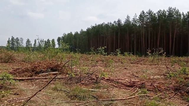 Пасу коров.Заглянула в лес. смотреть онлайн