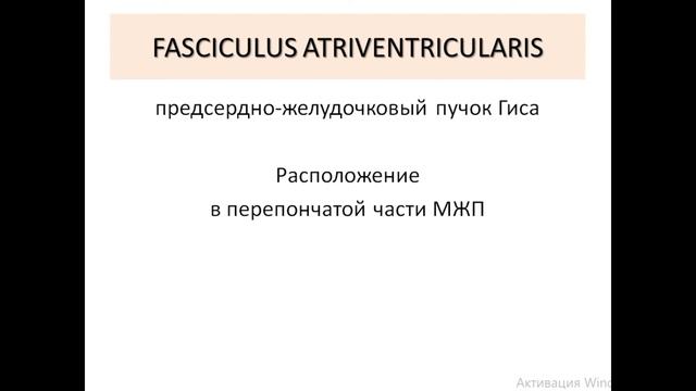 Проводящая система сердца ПСС