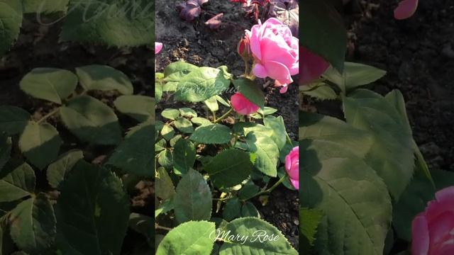 Роза Мэри Роуз? #розы#английскиерозы#мэрироуз#розовыйсад#роза#розыдевилаостина смотреть онлайн