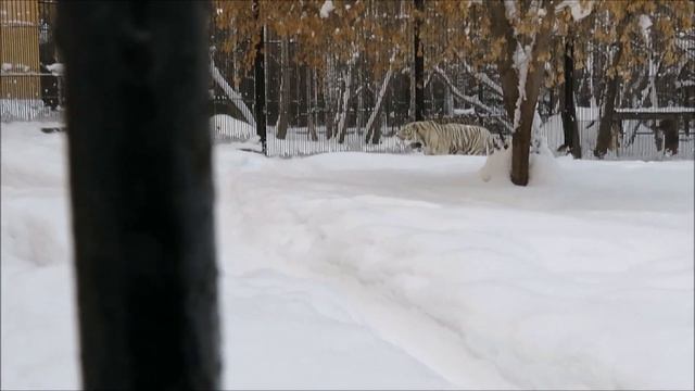 Бенгальскому тигру Зао нравится гулять с Зайкой и общаться с посетителями 23.01.2023 смотреть онлайн