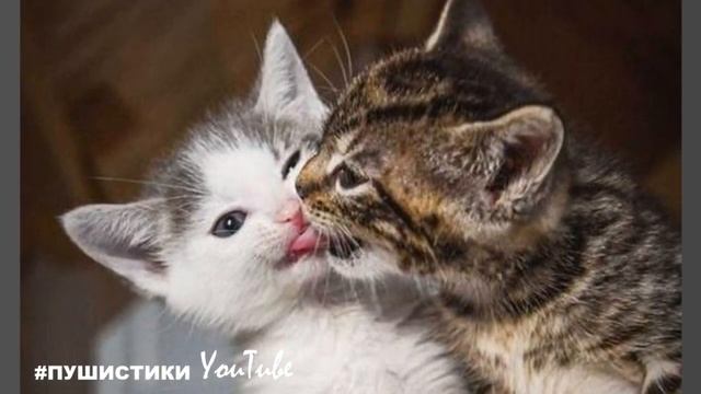 Два хрупких котенка жались друг к другу, дрожа от страха смотреть онлайн