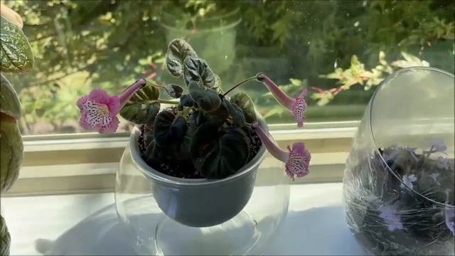 Sinningias & How I Grow Them - Isa's Glamour, Fu's Lady Rain, Sinningia pusilla смотреть онлайн