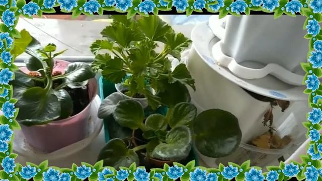 МОИ КОМНАТНЫЕ ЦВЕТЫ ВЕСЕННИЕ ПОКУПКИ ЦВЕТОВ смотреть онлайн