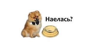 Кормление померанского шпица.