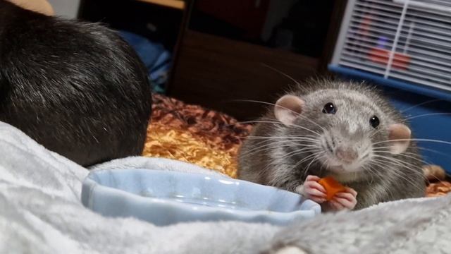 Bon Appetit! смотреть онлайн