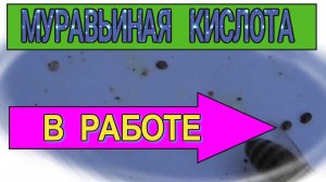 КАК РАБОТАЕТ МУРАВЬИНАЯ КИСЛОТА ПРОТИВ КЛЕЩА..mp4