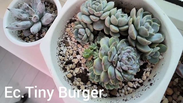 Поименный список суккулентов. Часть 1🙋🌹💚 смотреть онлайн
