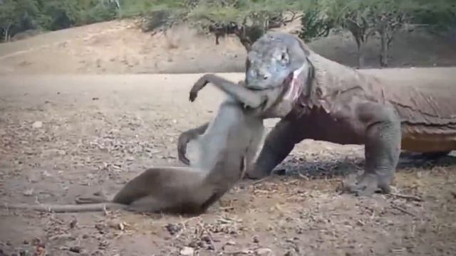 Komodo Dragon Cruelly Swallowed Monkey Alive смотреть онлайн