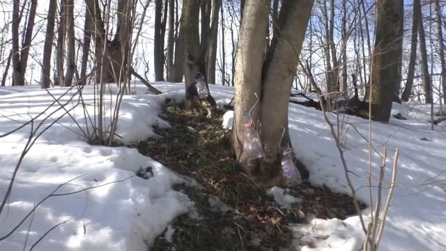 Варим кленовый сироп в лесу и дома. Выпариваю кленовый сок в лесу. Собираем кленовый сок.
