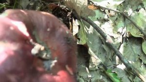 Собираем грибы в Краснодарском крае. Место сбора: ст. Калужская. Первый поход за грибами в лес 2021