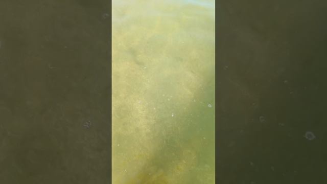 Море осенью в Голубицкой. смотреть онлайн