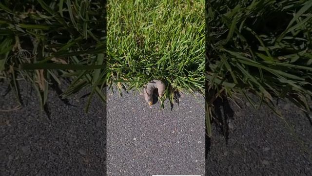 очень страшная гусеница с рогом смотреть онлайн