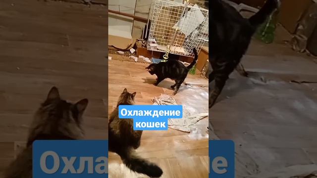 Кошки. Способ их охлаждения. Приют Петербург смотреть онлайн