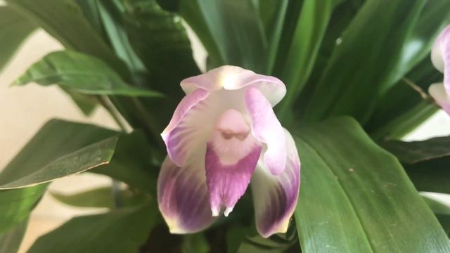 Очаровательная орхидея. Pescatoria Ecuadorana “Dayna”