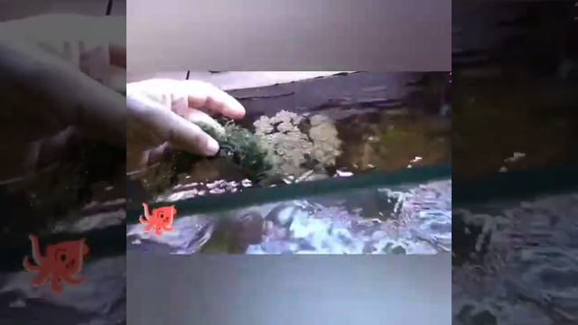 Biotop Marine 250 L. Грязнуля)) смотреть онлайн