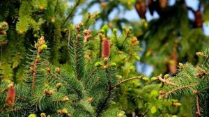 Какое дерево нельзя сажать рядом с жилым домом: суеверия и рациональные причины