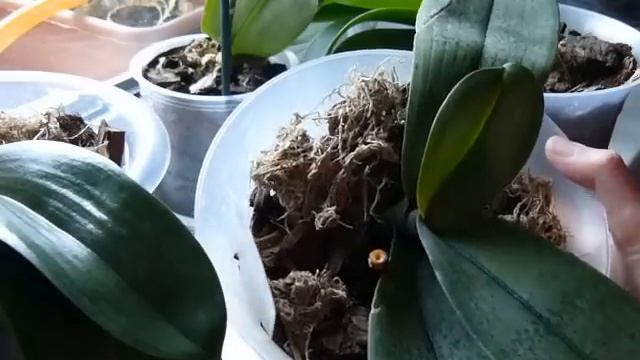 ✅ Как правильно обрезать цветонос у фаленопсиса смотреть онлайн