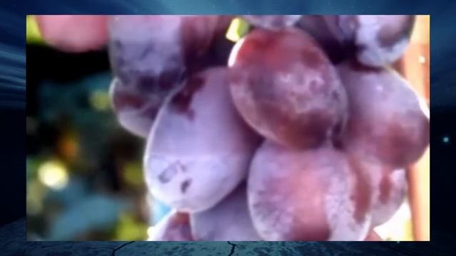 Виноград Тайфун смотреть онлайн
