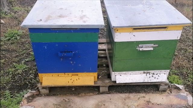 Теплый денек пчела пошла в работу смотреть онлайн