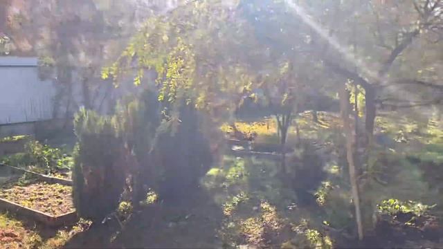 Моя любимая дача 07.10.21❤️Посадила тюльпаны.?Обрезала розы. Обзор участка.❤️ смотреть онлайн