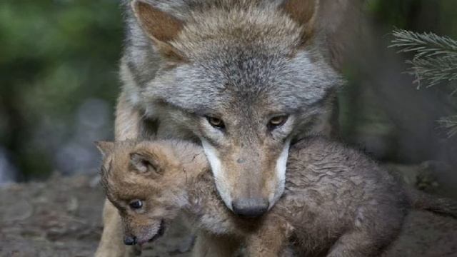 Есть край забытый на земле смотреть онлайн