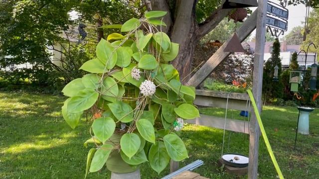 A Visit with Hoya nervosa смотреть онлайн