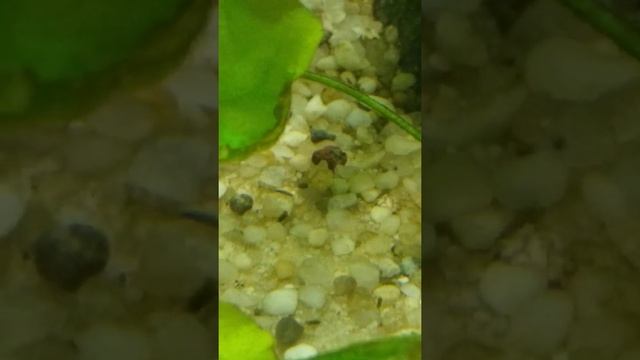 Борьба с водорослями в аквариуме с помощью улитки Теодоксус смотреть онлайн