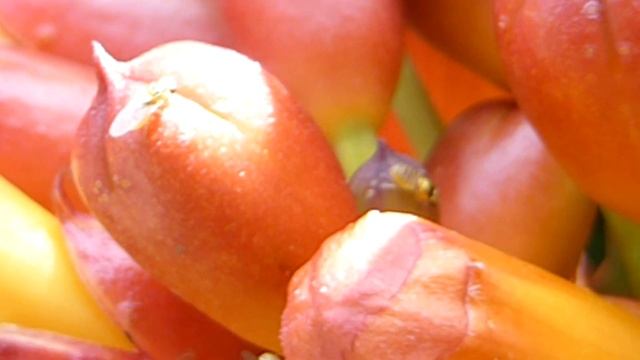 Fruit fly - Drosophila - Ávaxtaflugur - on - Trumpet vine - Campsis radicans - Klifurrót смотреть онлайн