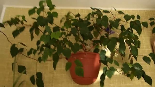 Мои комнатные растения. Комнатные цветы смотреть онлайн