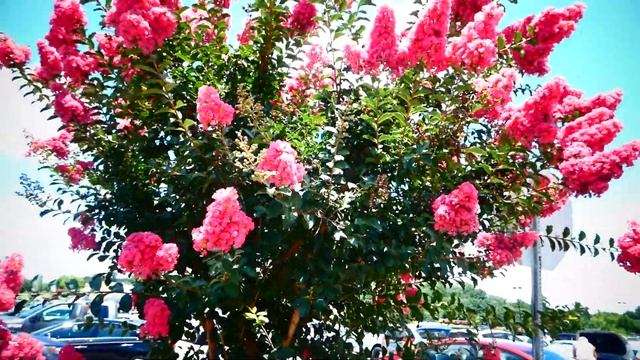 Зацвела индийская сирень ( Лагерстремия индийская )  . Crepe-myrtle.